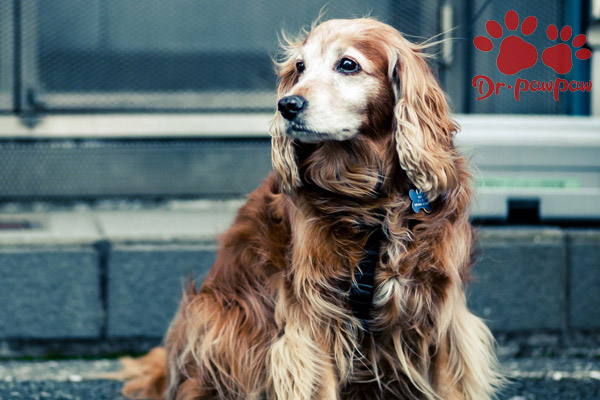 犬猫肥大性骨关节病